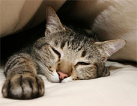 Nuôi mèo giảm nguy cơ đau tim